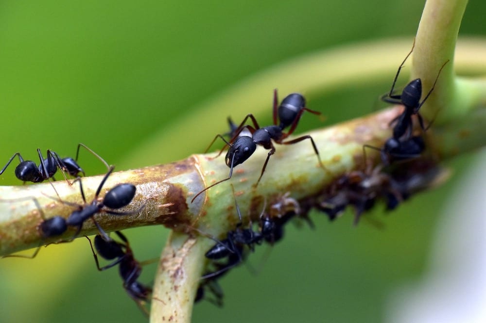 get rid ants 1