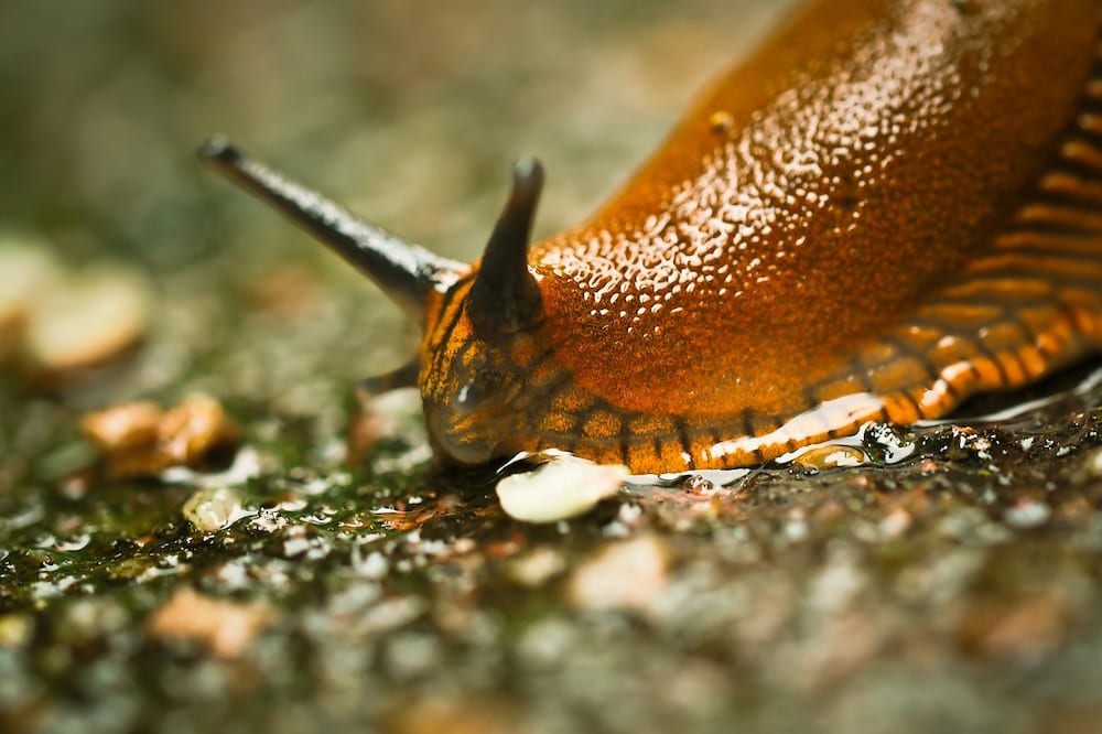 get rid slugs