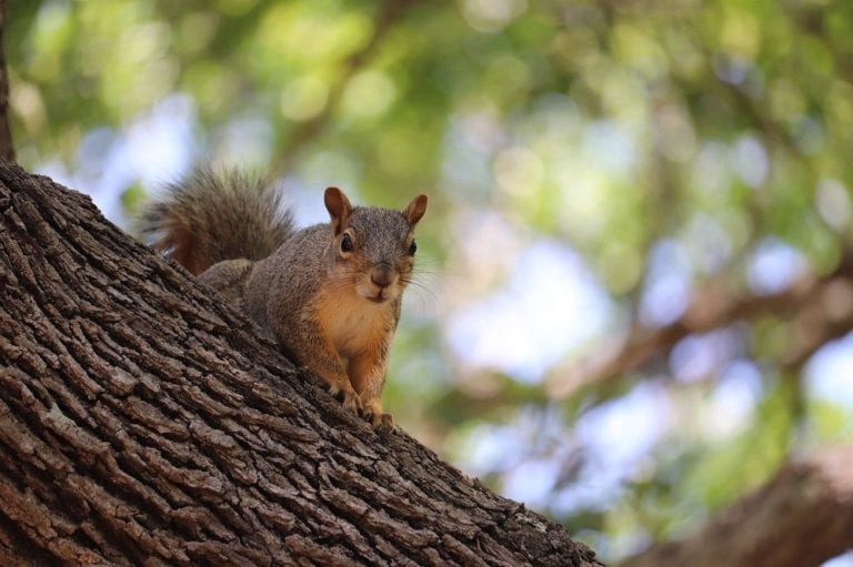 Does Cayenne Pepper Deter Squirrels?