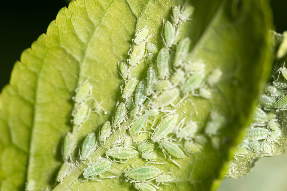 how to get rid aphids