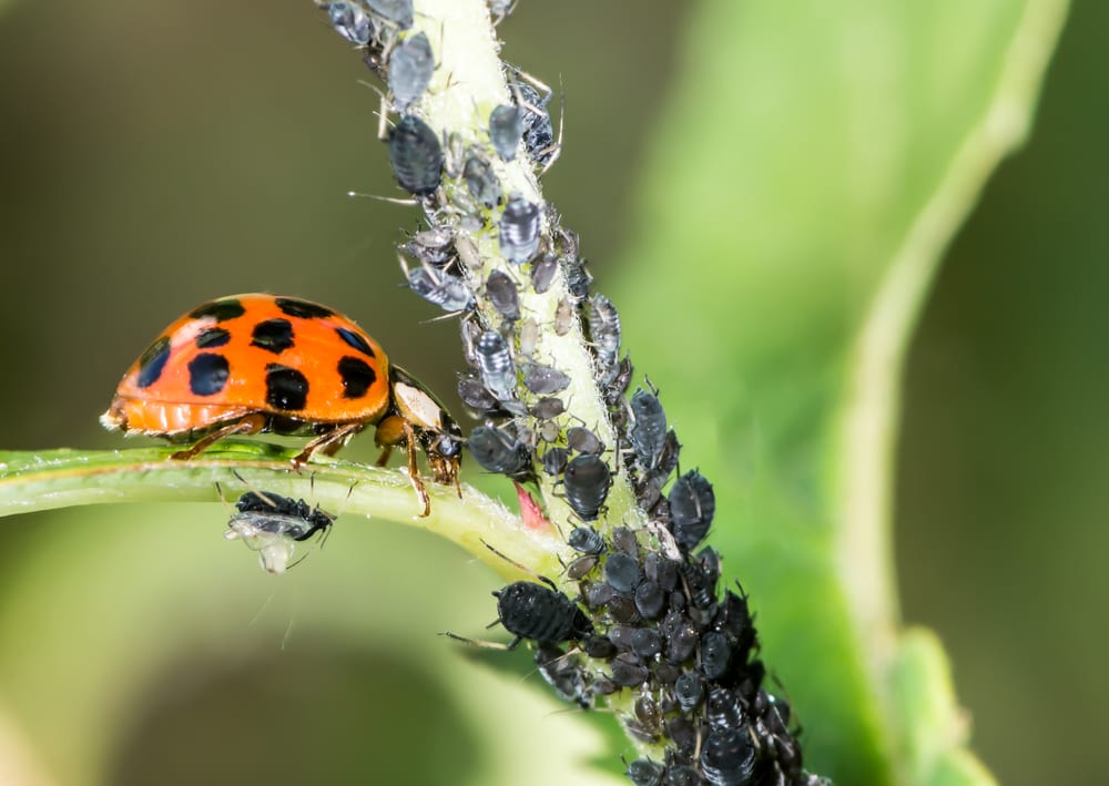 ladybugs eat aphids