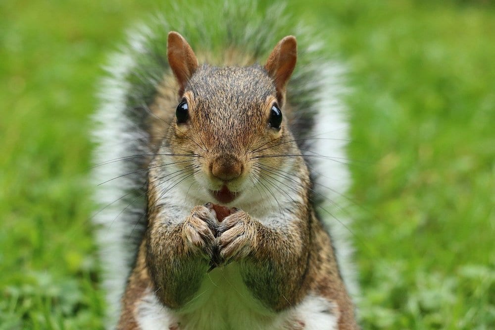 are squirrels carnivores