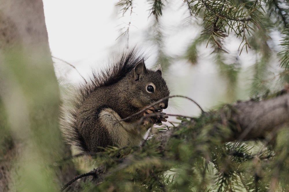 squirrels herbivores