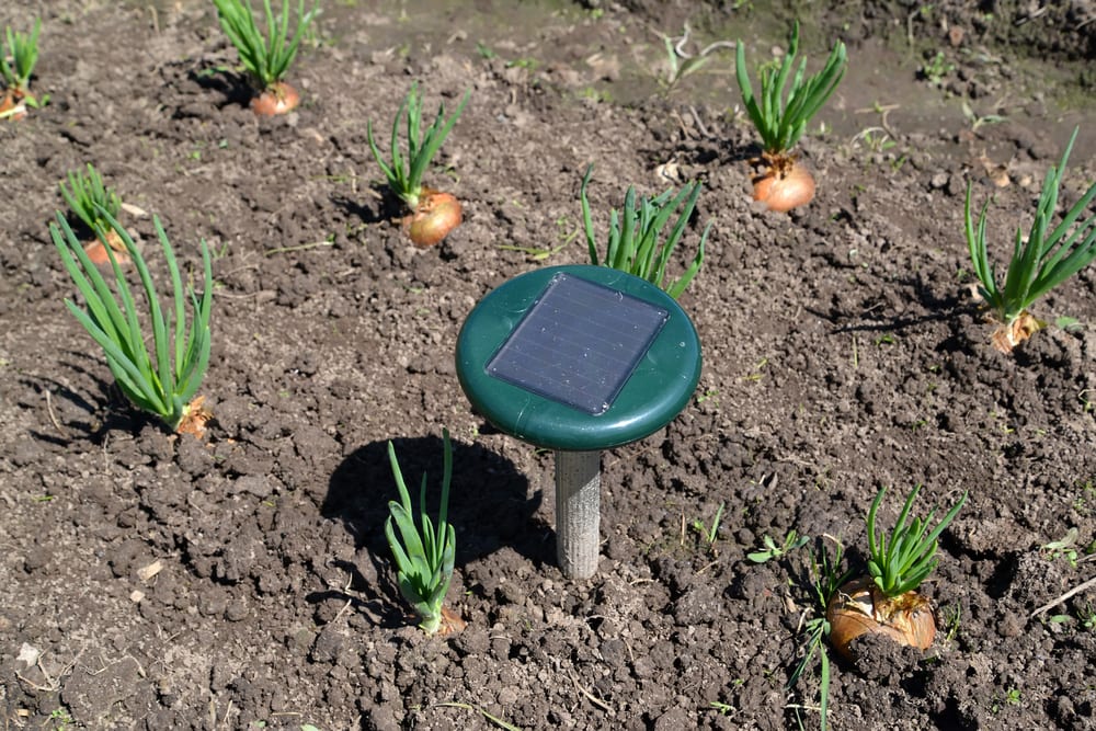 ultrasonic devices deter squirrels