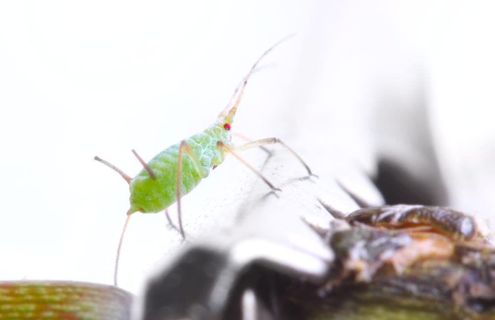 can aphids bite