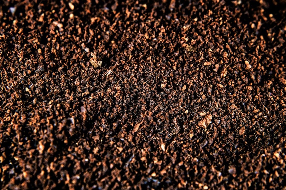 coffee grounds keep ants away