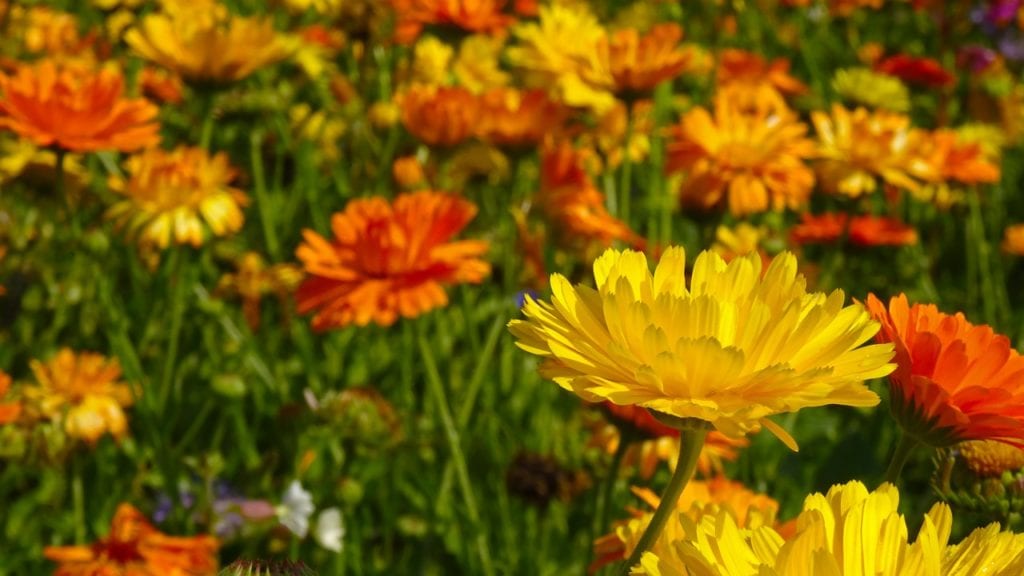 plants that deter aphids