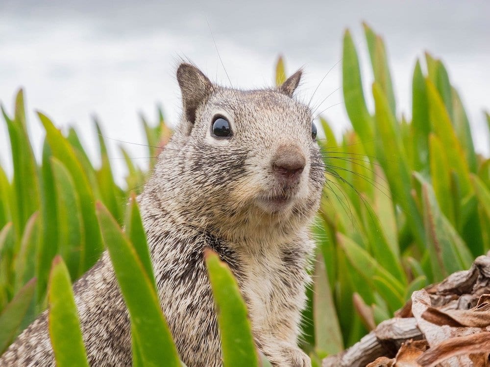 why does my dog hate squirrels