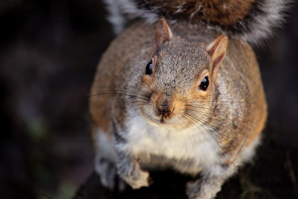 what frightens squirrels