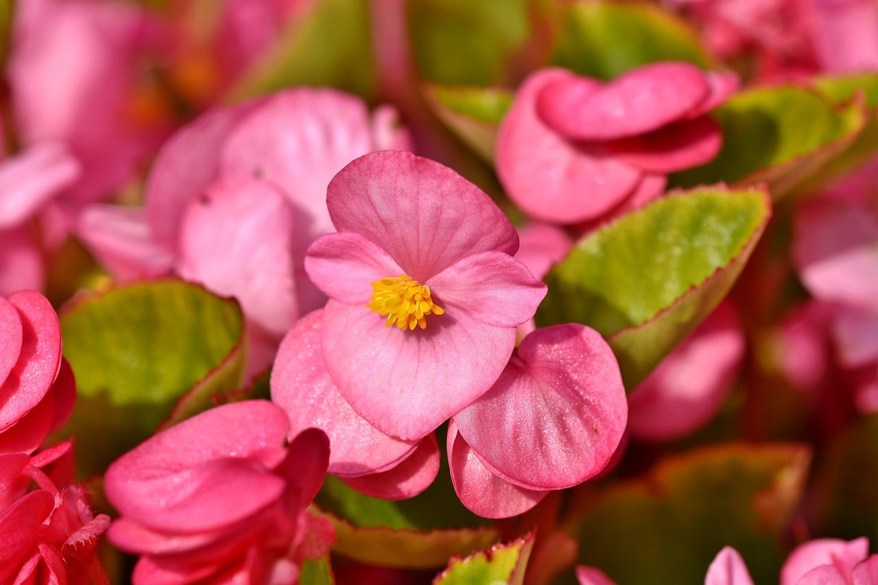 Do Slugs Eat Begonias 1