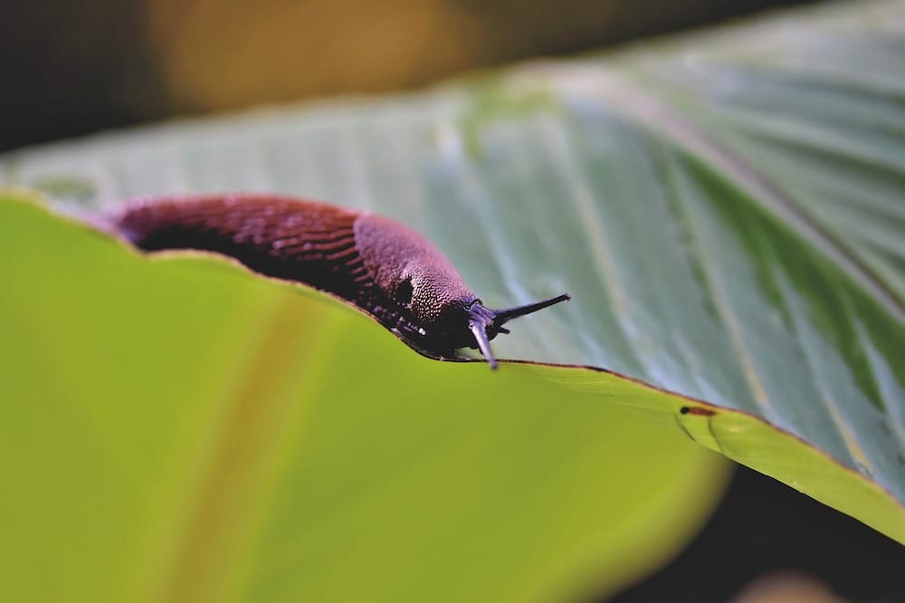 what do slugs hate