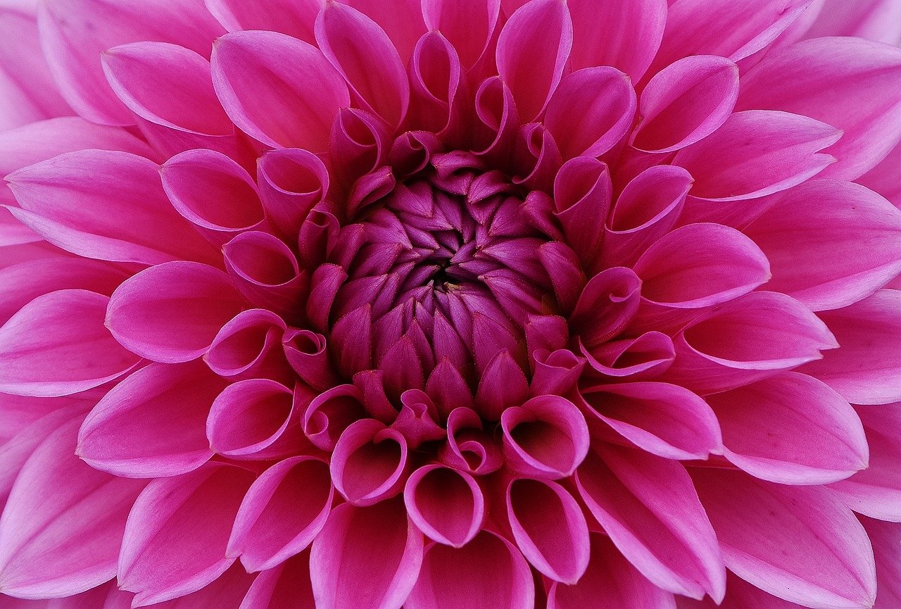 Do Slugs Eat Dahlias