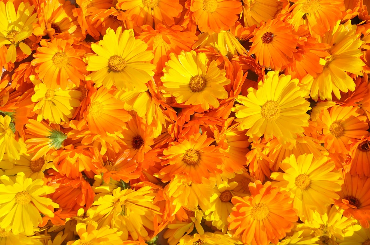 Do Slugs Eat Marigolds