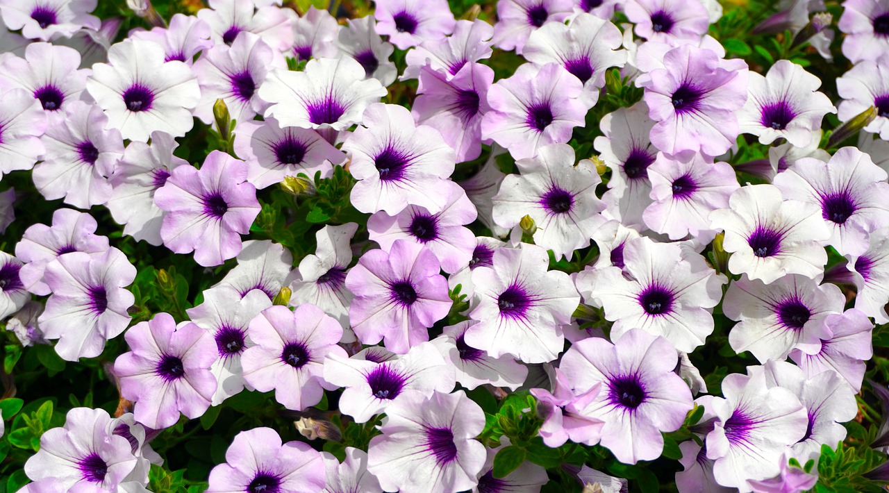 Do Slugs Eat Petunias