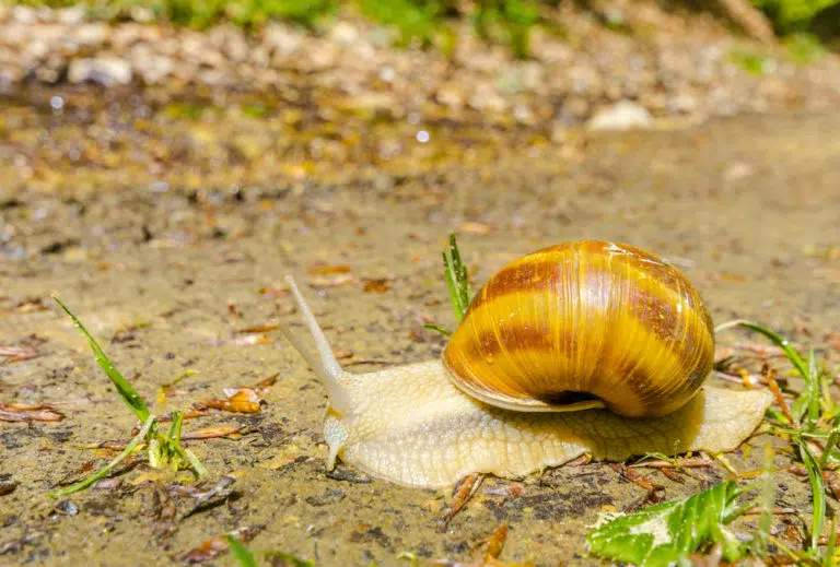 How to Get Rid of Snails Without Killing Them