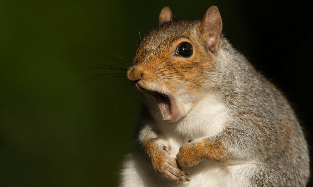 Are Squirrels Vermin