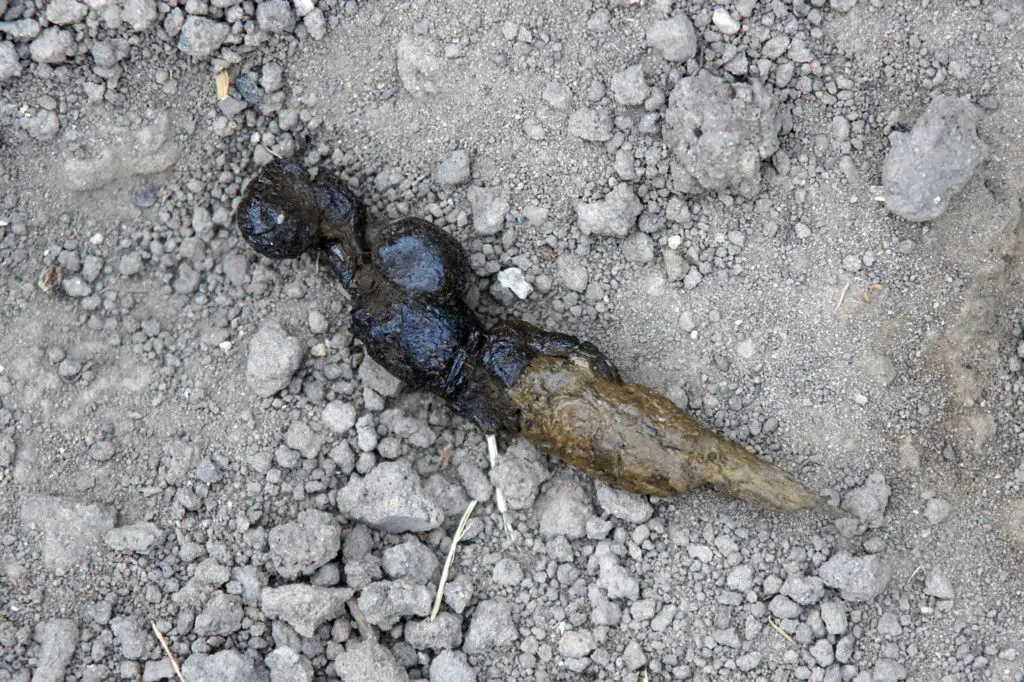What Does Cat Poop Look Like