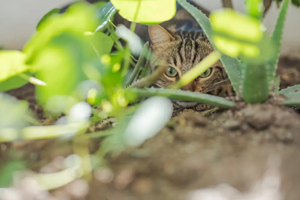 What Plants Do Cats Hate