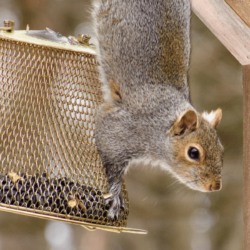 Can Squirrels Climb Chicken Wire?