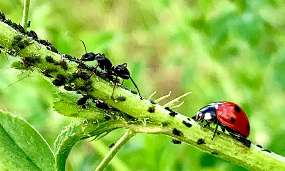 Do Ants Kill Ladybugs