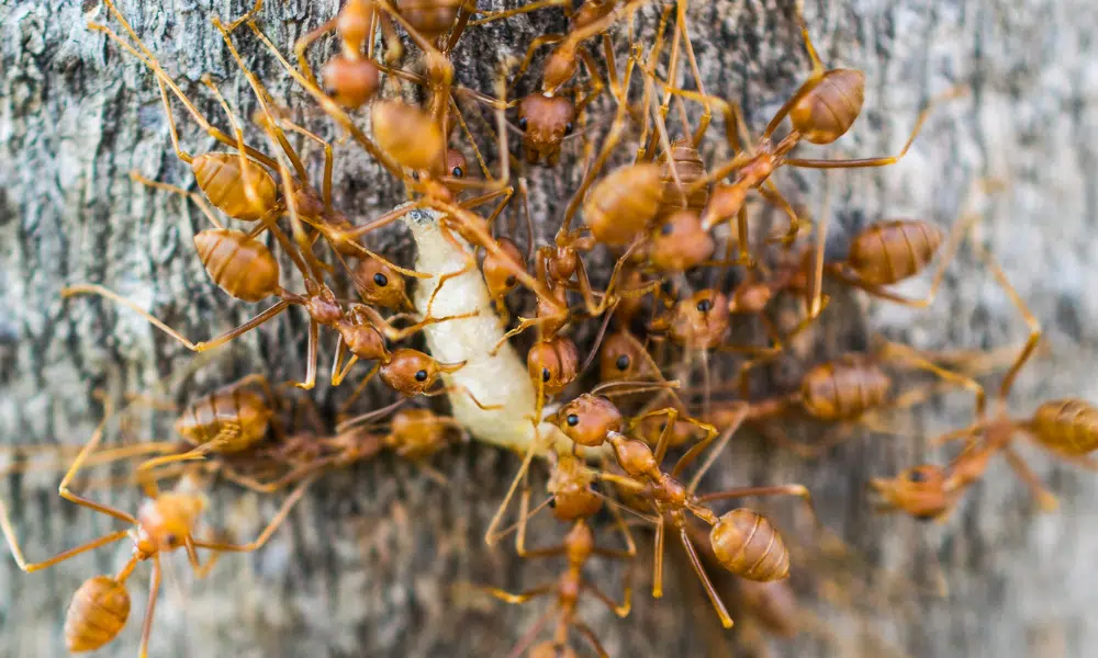 Does Killing Ants Attract More Ants