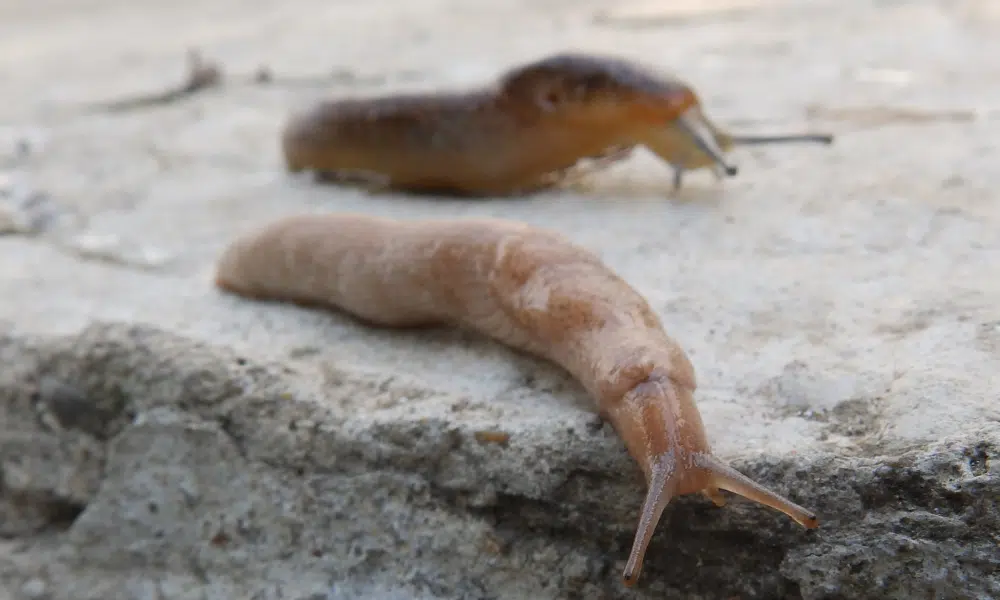 Are Slugs Dangerous to Touch