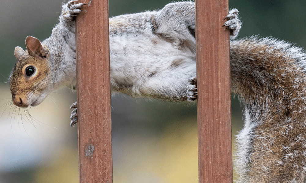 Do Squirrels Cause Damage
