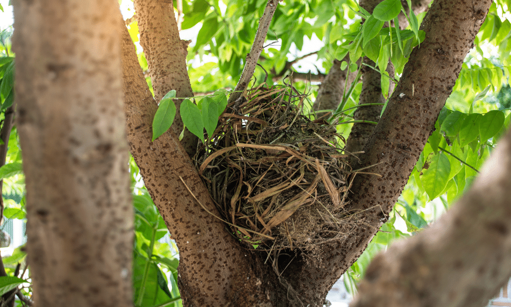 Do Squirrels Destroy Bird Nests