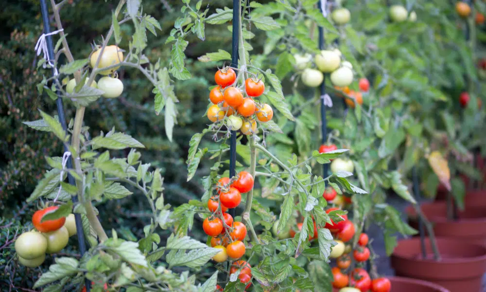 Do Squirrels Eat Tomato Plants