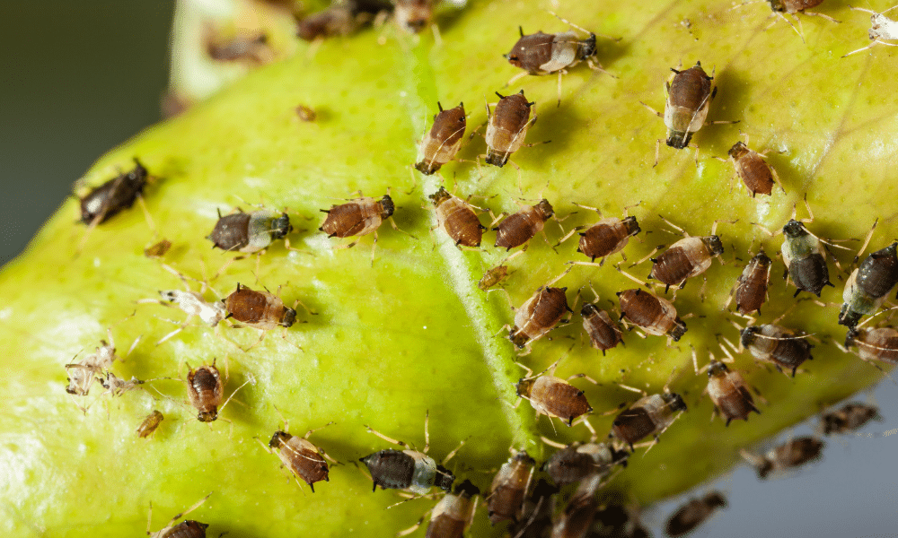 How to Get Rid of Aphids Naturally