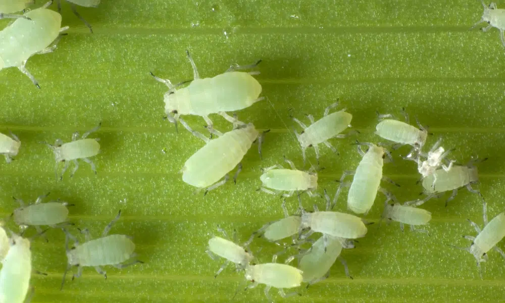 What Do Aphids Look Like