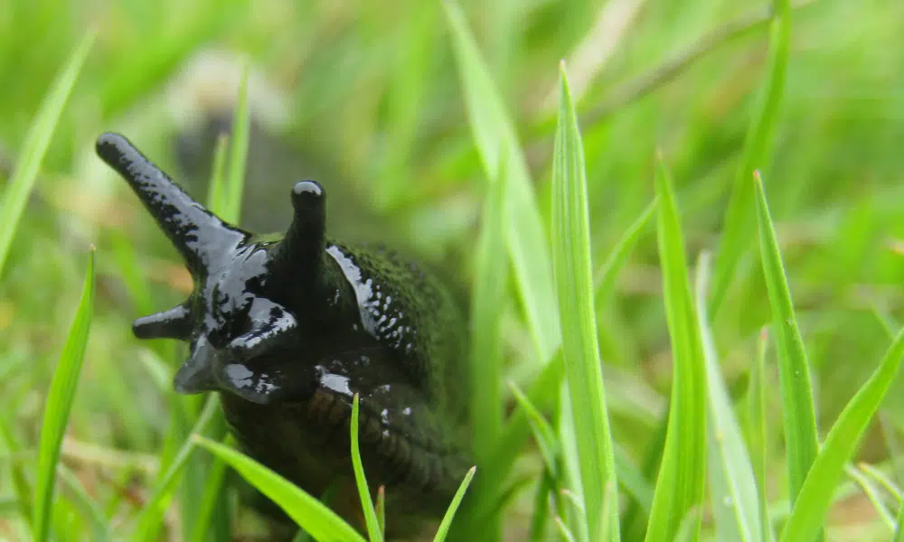 How Many Noses Does a Slug Have