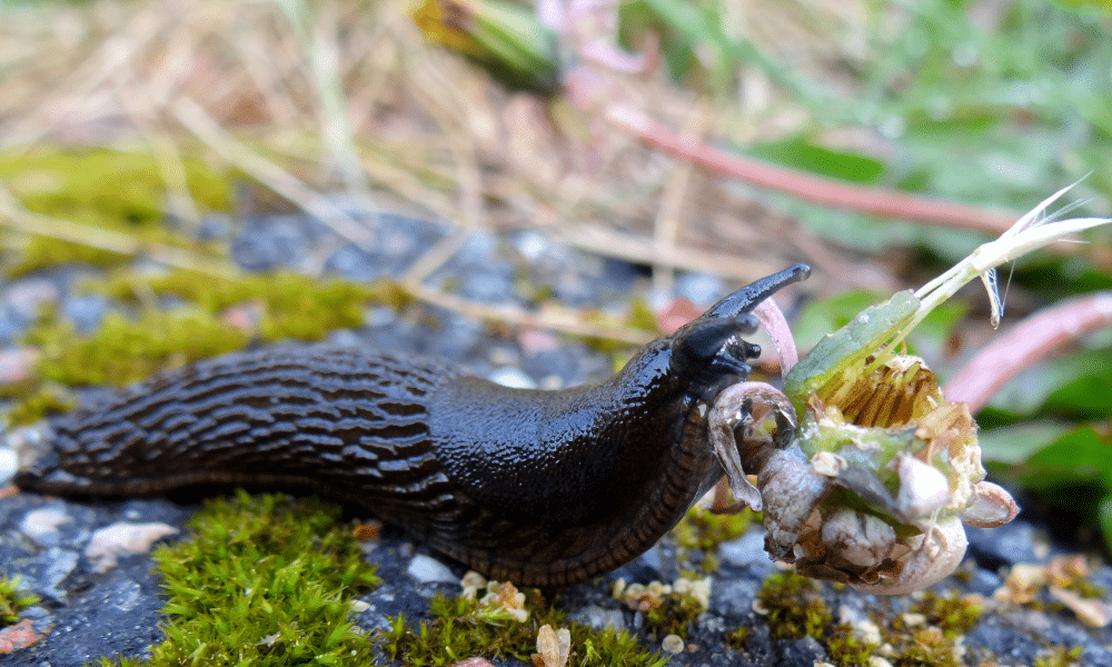 Are Slugs Poisonous