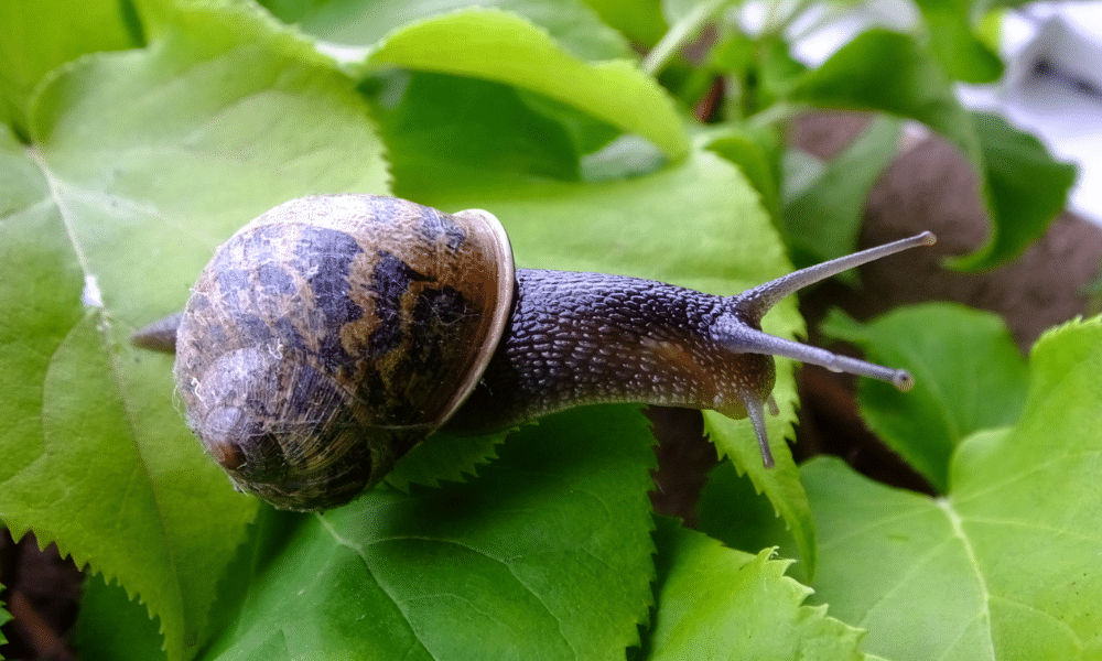 Are Snails Poisonous