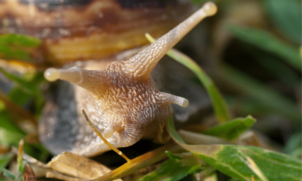 Do Snails Have Ears