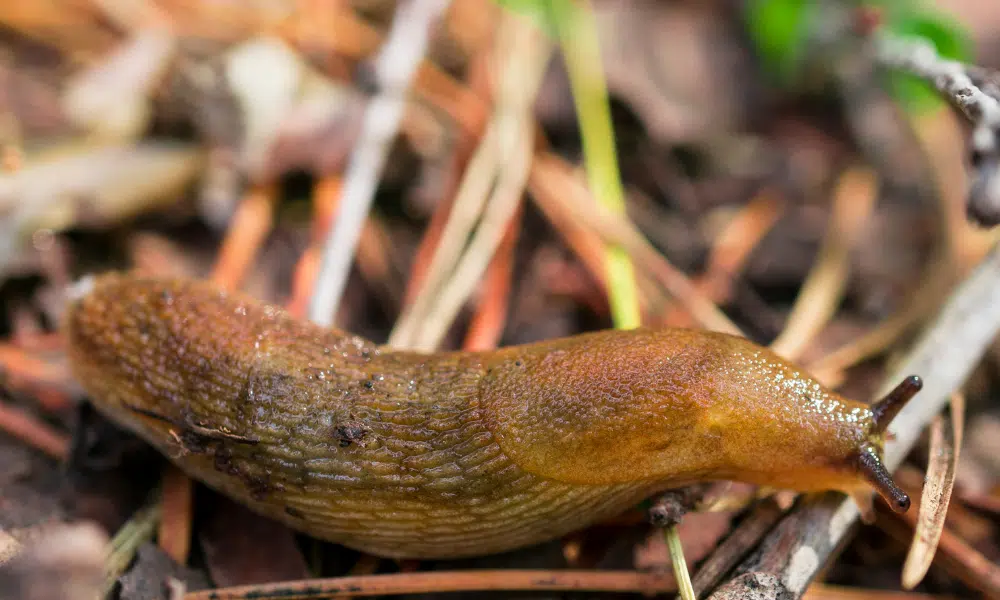 Is a Slug an Insect
