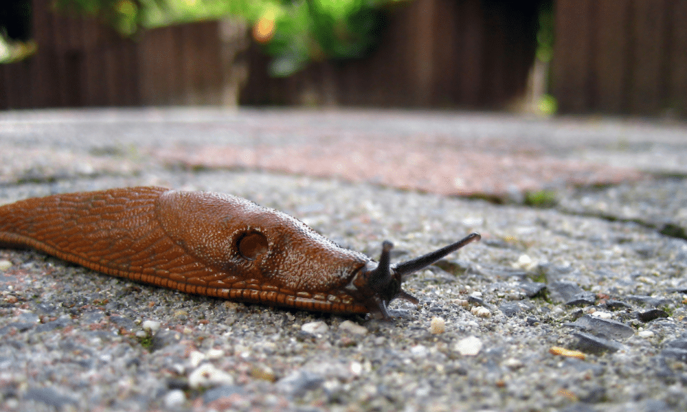 What Do Slugs Do