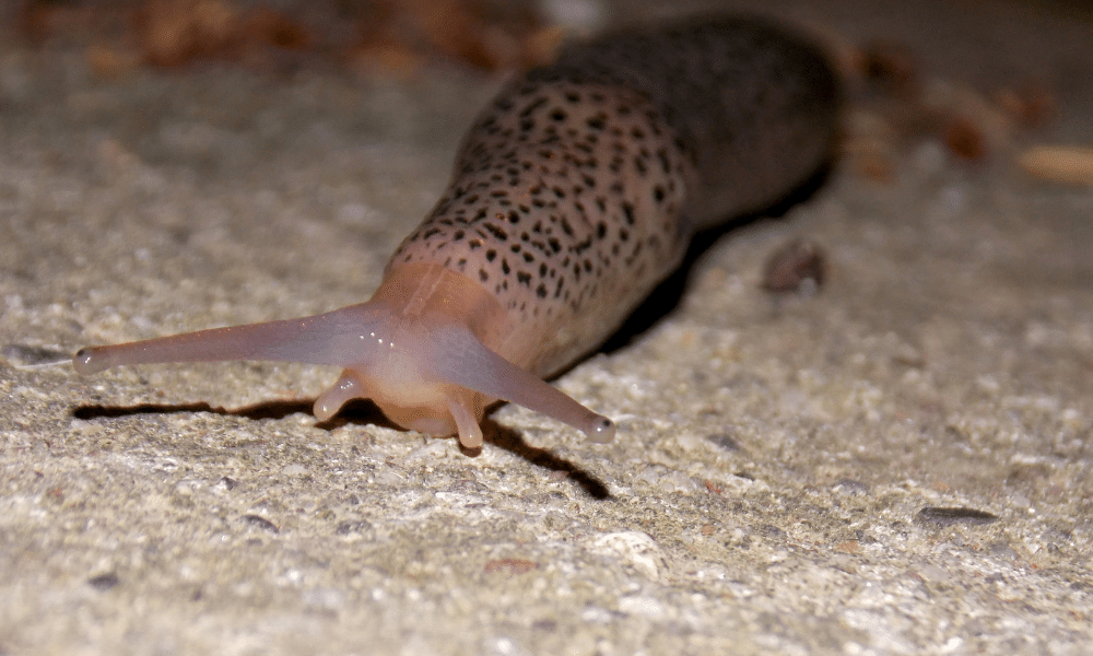 Where Do Slugs Come From