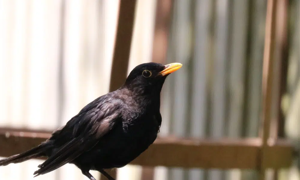 Are Slug Pellets Harmful to Birds