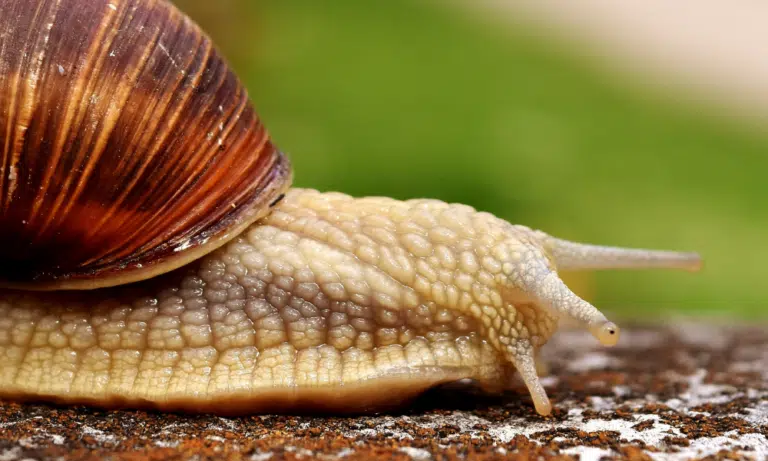 Can Snails Bite? (Dangerous or Not?) | Pests Banned Can Snails Bite? (Dangerous or Not?) | Pests Banned