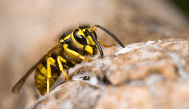 Can Wasps Damage Wood