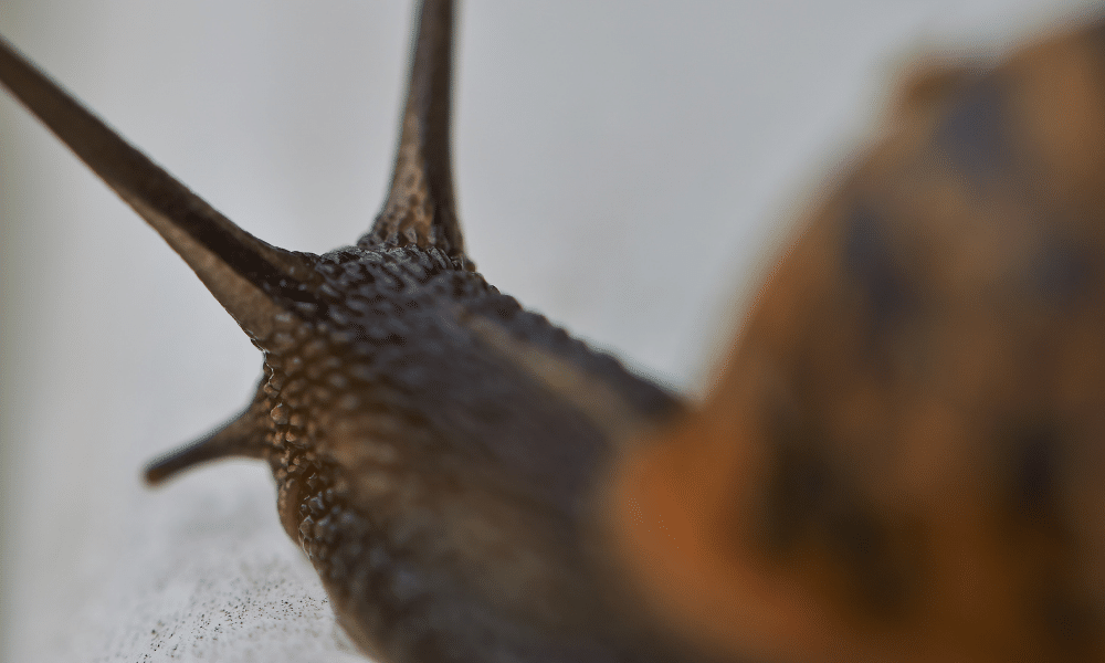 Do Snails Have Brains
