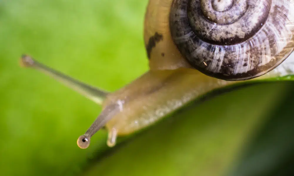 Do Snails Have Eyes