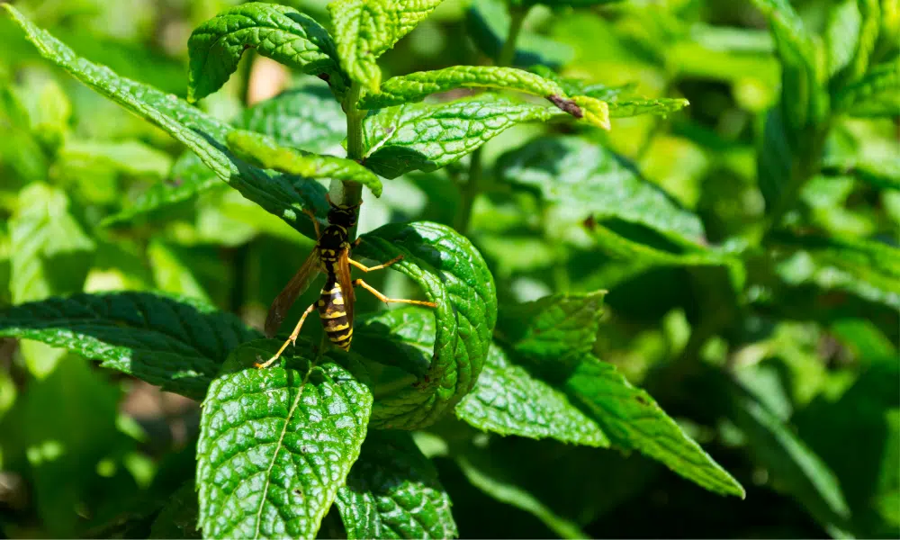 Do Wasps Hate Mint