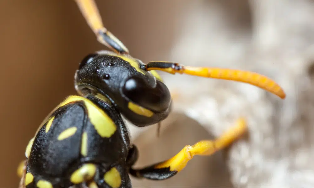 Do Wasps Have a Queen