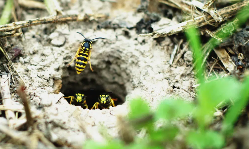Do Wasps Nest in the Ground