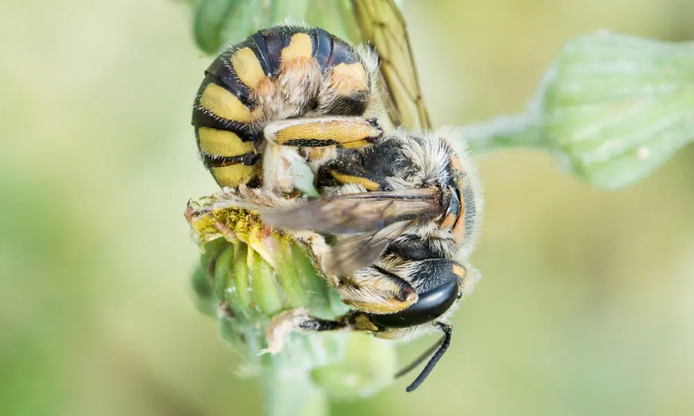Do Wasps Sleep