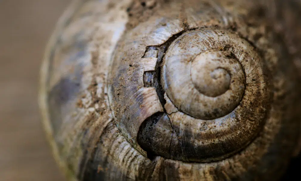 Can Snails Fix Their Shells