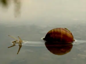 Can Snails Swim