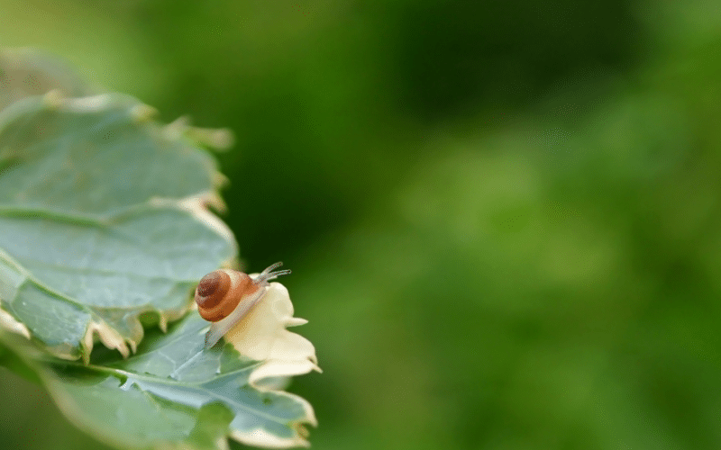 How Do Snails Reproduce